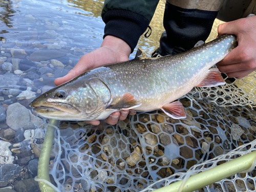 Brook × Bull Trout