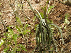 Selenicereus ocamponis