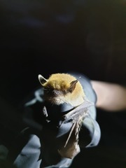 Myotis californicus