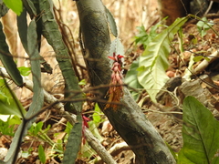 Selenicereus ocamponis