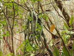 Selenicereus ocamponis