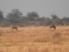 Connochaetes taurinus