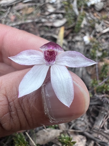 Image of Caladenia alpina by (c) Ramit Singal, some rights reserved (CC BY)