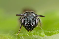 Ceratina cyanea