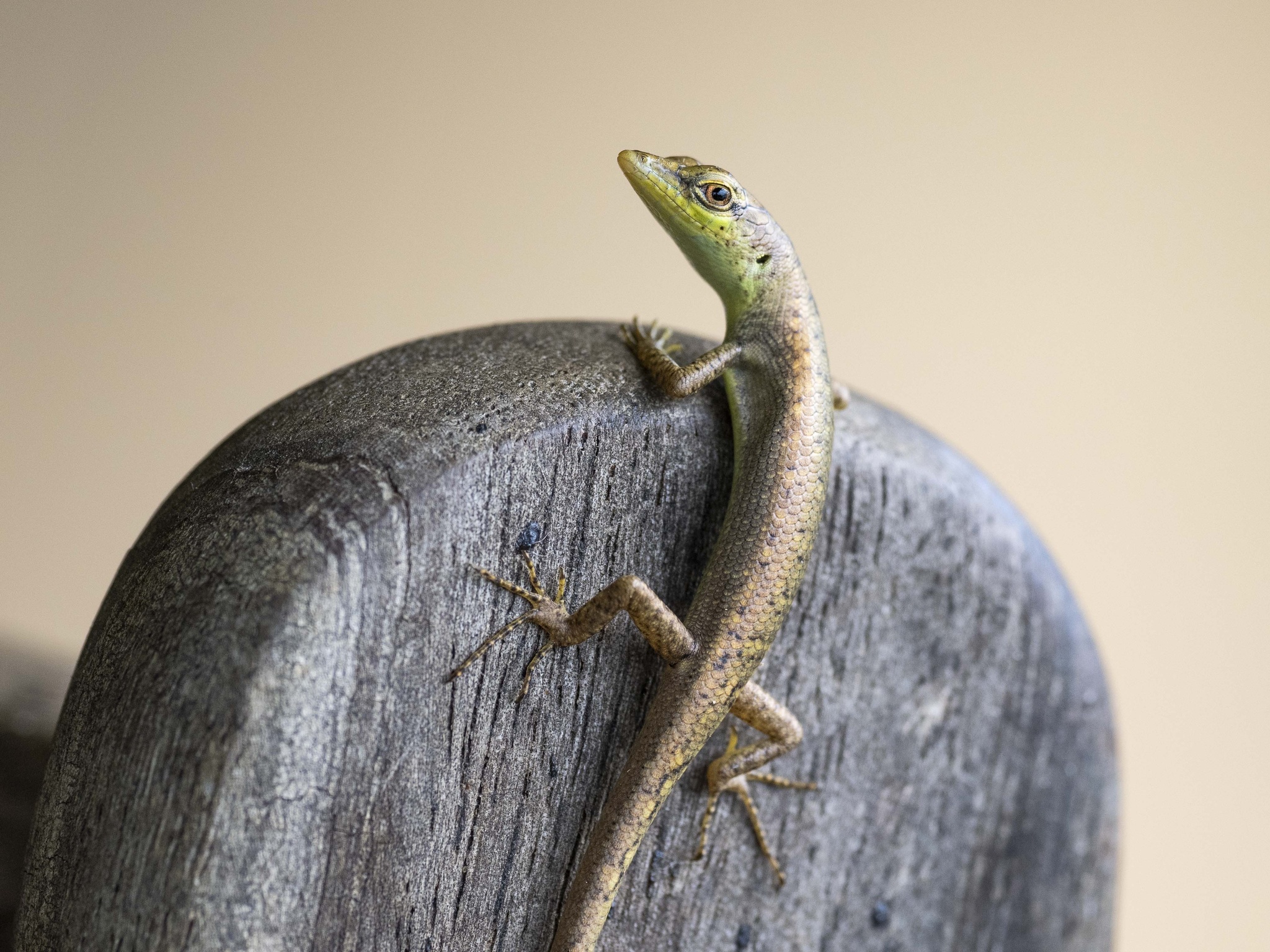 Murphy's Skink photo 6