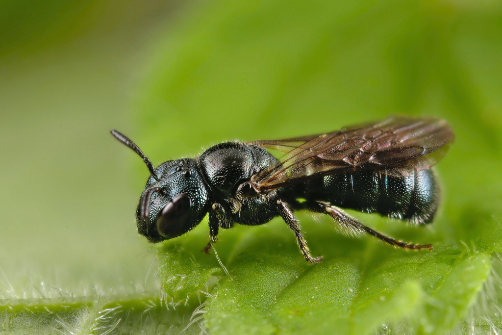 Blue Carpenter Bee