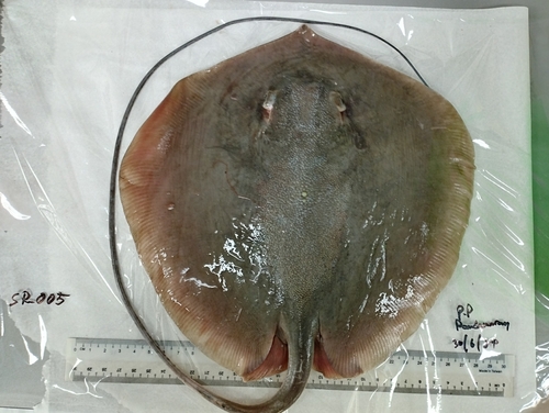 Round whipray (Maculabatis pastinacoides) — Dasyatidae