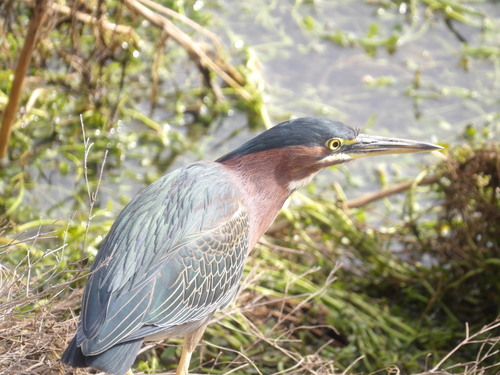iNaturalist observation photo of Green Heron