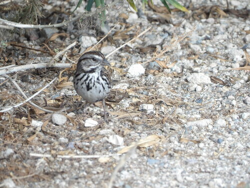 iNaturalist observation photo of Song Sparrow