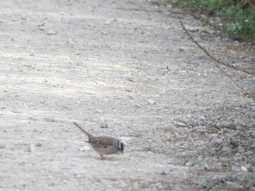 iNaturalist observation photo of White-crowned Sparrow