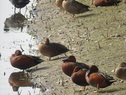 iNaturalist observation photo of Cinnamon Teal