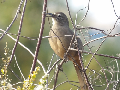 iNaturalist observation photo of California Thrasher