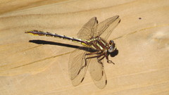 Phanogomphus lividus