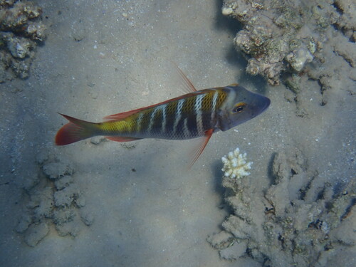Sky emperor (Lethrinus mahsena) — Lethrinidae