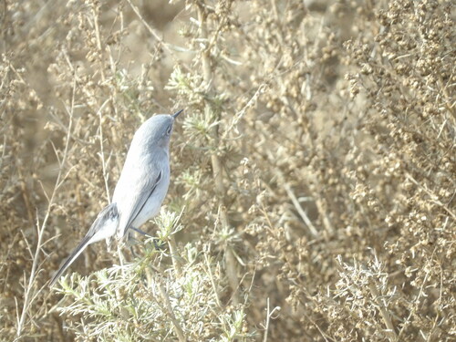 iNaturalist observation photo of Blue-gray Gnatcatcher