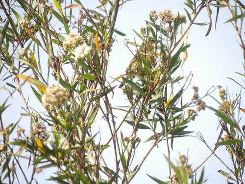 iNaturalist observation photo of Orange-crowned Warbler
