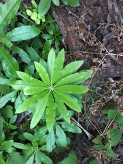 Rhododendron occidentale