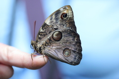 Opsiphanes tamarindi