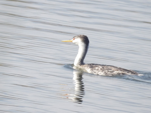 iNaturalist observation photo of Western and Clark's Grebes