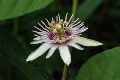 Passiflora rubra