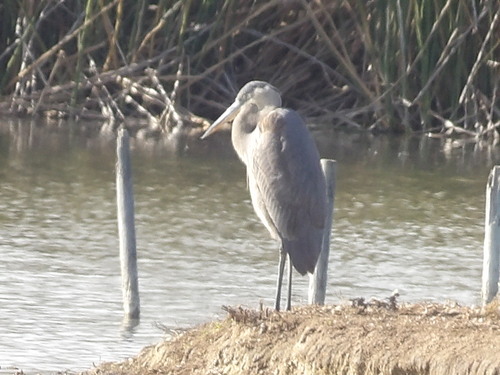 iNaturalist observation photo of Great Blue Heron