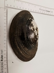 Potamilus amphichaenus