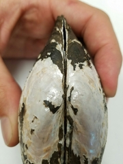 Potamilus amphichaenus