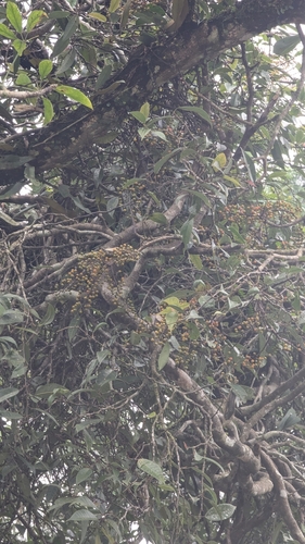 Image of Heptapleurum arboricola by (c) Cheng-Te Hsu, some rights reserved (CC BY)