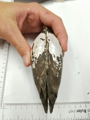 Potamilus amphichaenus