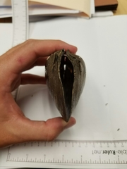 Potamilus amphichaenus