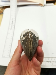 Potamilus amphichaenus