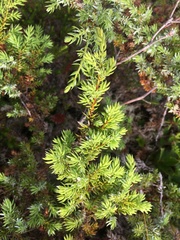 Juniperus communis charlottensis