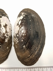 Potamilus amphichaenus