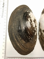 Potamilus amphichaenus