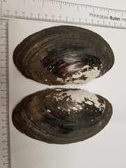 Potamilus amphichaenus