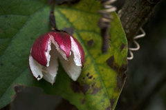 Passiflora rubra