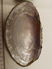 Potamilus amphichaenus