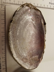 Potamilus amphichaenus