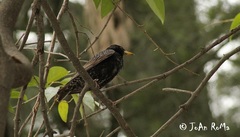 Sturnus vulgaris