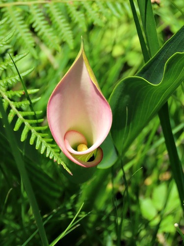 Zantedeschia rehmannii