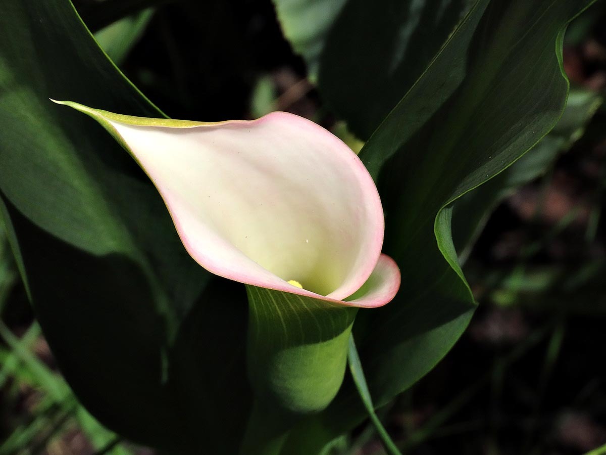 Imagem de Lírio de Calla