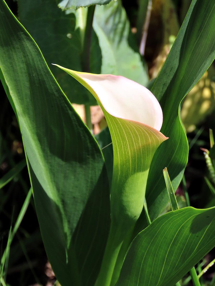 Imagem de Lírio de Calla