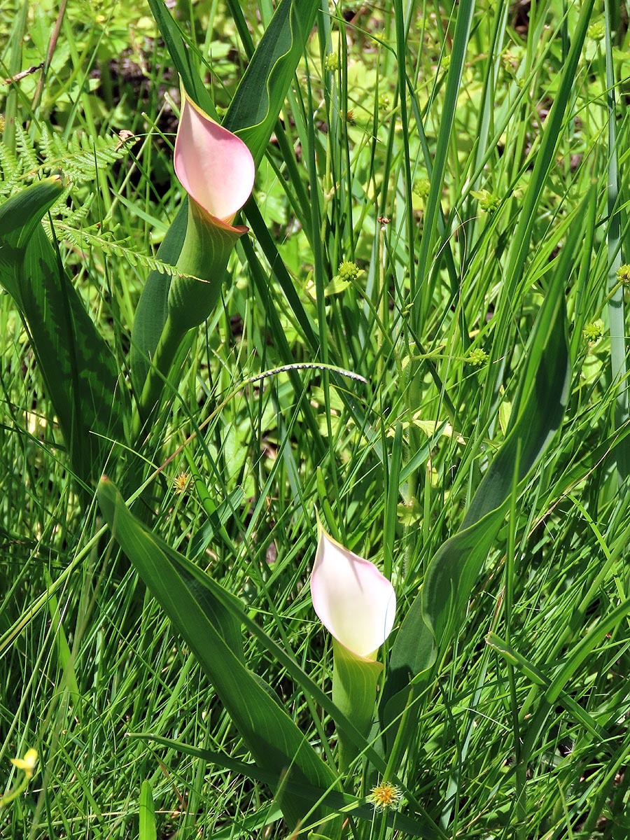Imagem de Lírio de Calla