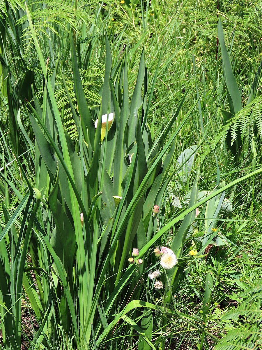 Imagem de Lírio de Calla