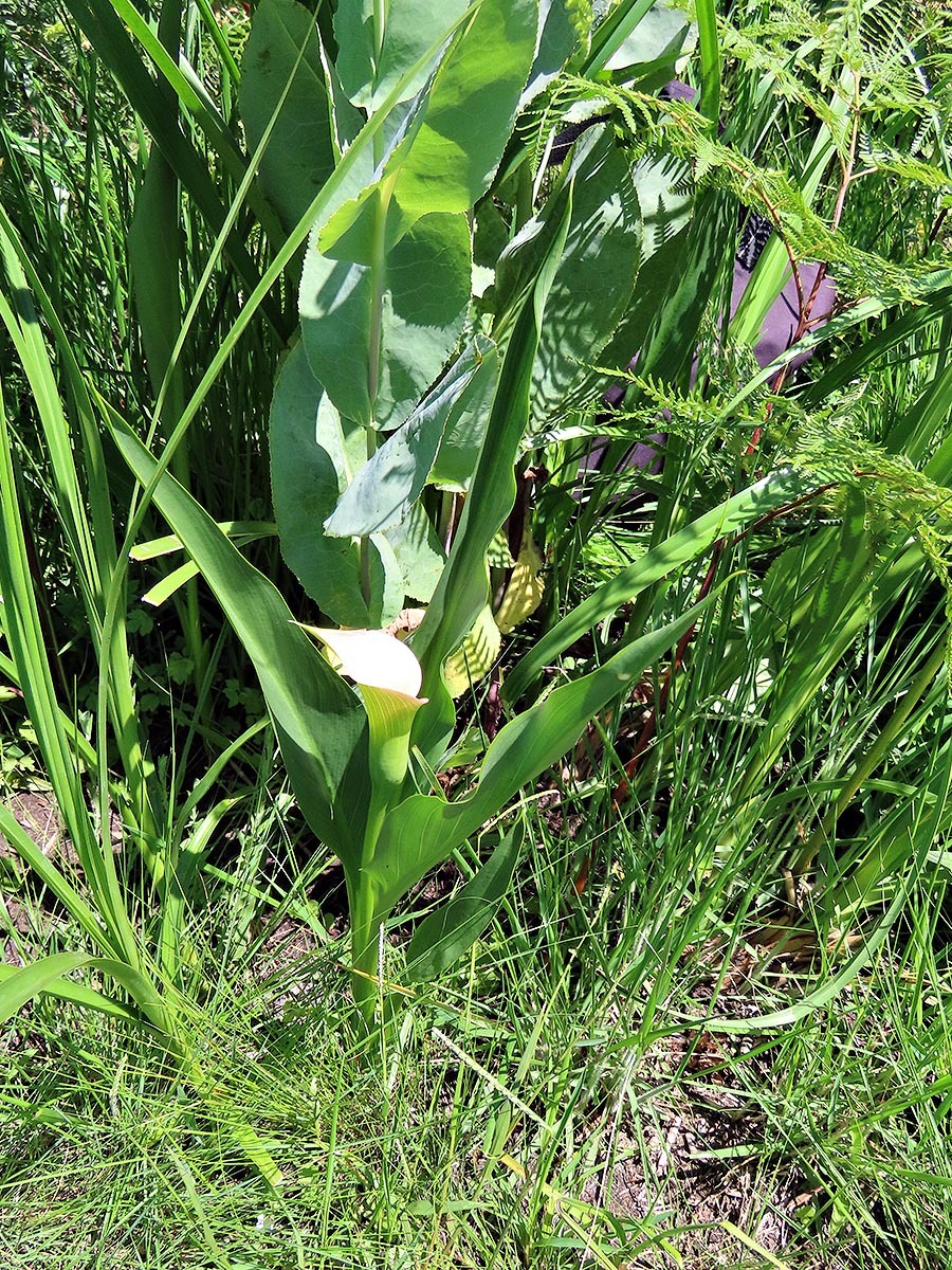 Imagem de Lírio de Calla
