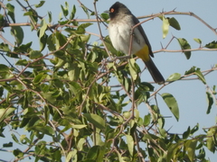 Pycnonotus nigricans