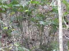 Chamaedorea pochutlensis