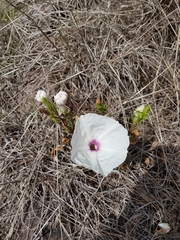 Ipomoea longifolia