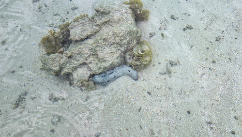 Photo of Black sea cucumber (Holothuria atra)