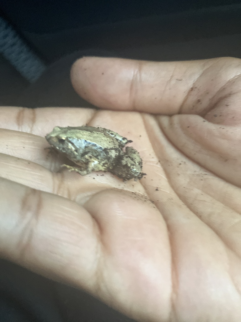 Japanese Rice Frog Okinawa Rice Frog from 県道36号, Uruma, Okinawa, JP on November 28, 2024 ...